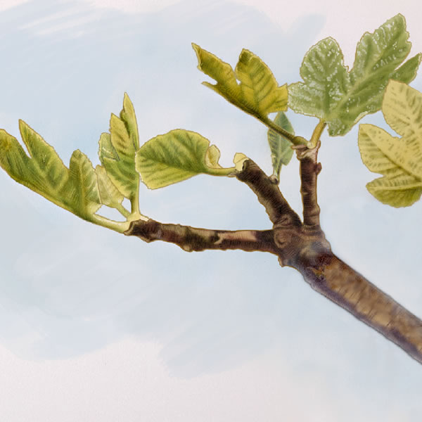 ቅጠል እንጂ ፍሬ የሌለው የበለስ ዛፍ ቅርንጫፍ