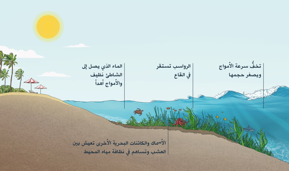 مقطع عرضي لأمواج تقترب من الشاطئ.‏ ويَظهر فيه قاع البحر،‏ أعشاب بحرية،‏ وكائنات بحرية.‏ فيما تقترب الأمواج من الشاطئ،‏ تخفِّف الأعشاب البحرية من سرعتها وتصغِّر حجمها،‏ وتلتقط الرواسب.‏ الأسماك وغيرها من الكائنات البحرية تعيش بين العشب.‏ الماء الذي يصل إلى الشاطئ نظيف والأمواج لطيفة