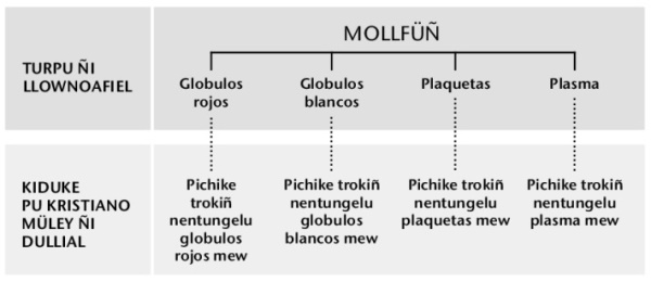 Mollfüñ, tañi meli trokiñ ka doy pichike trokiñ mollfüñ mu