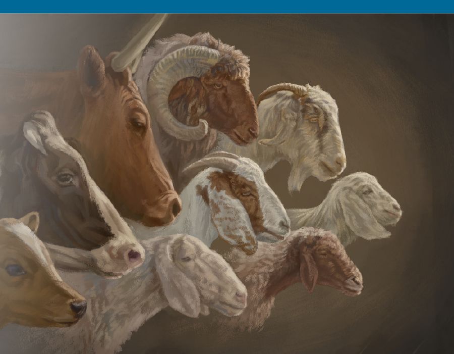 Animales para los sacrificios hechos en el templo de la visión.