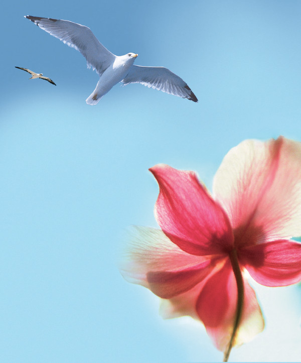 Seagulls and a flower