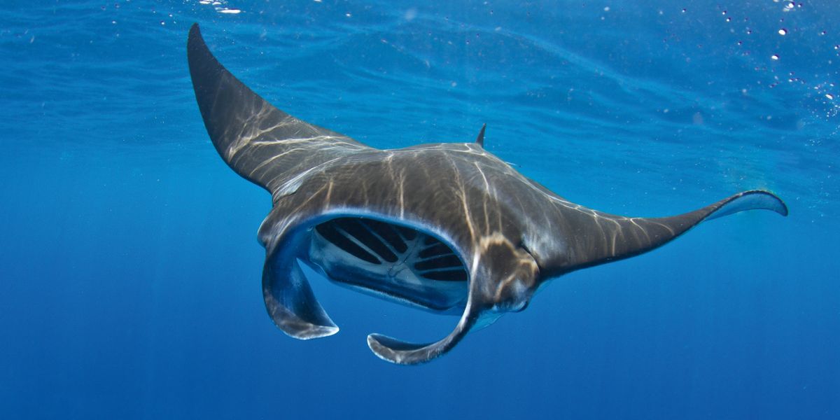 A manta ray swimming with its mouth wide open.