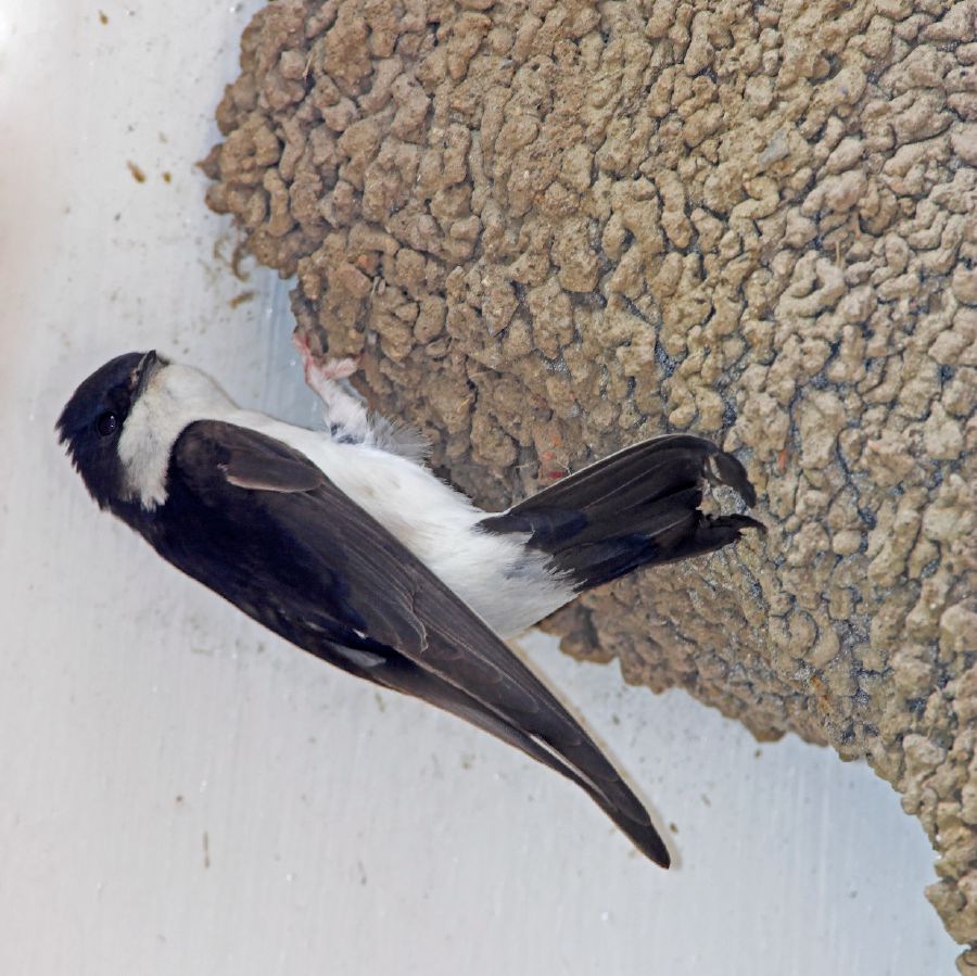 Mä golondrina