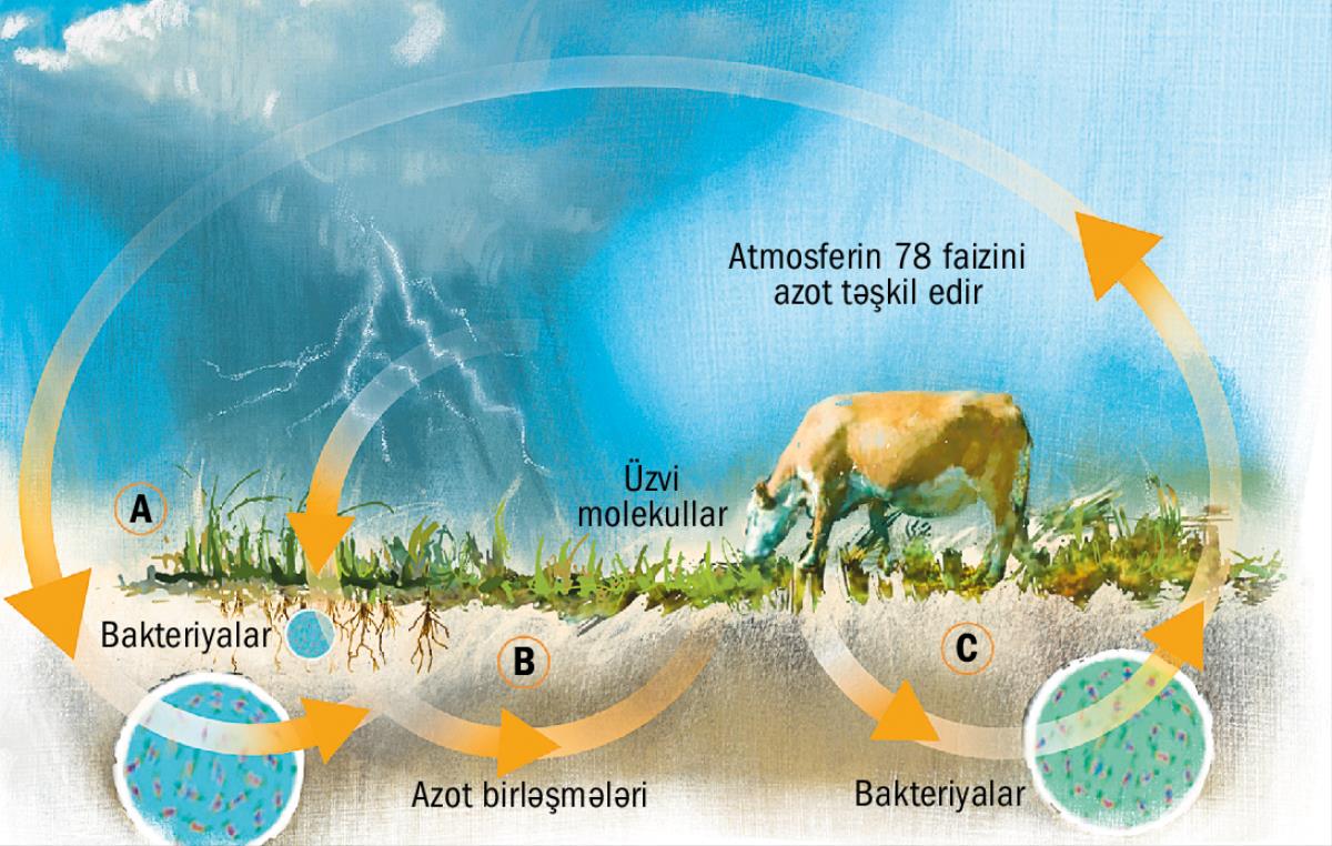 Azot dövranı