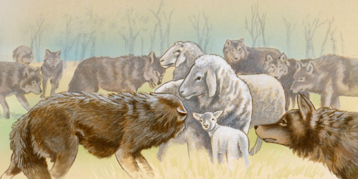 Mga karnerong nasa tahaw nin mga lobo