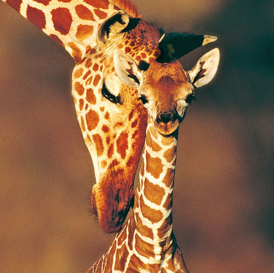 Sarong giraffe kaiba an saiyang ugbon