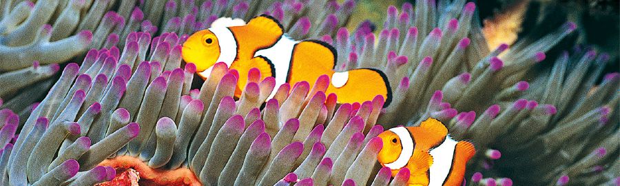 Mga sira na nasa coral reef