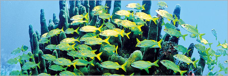 Sira na nasa coral reef