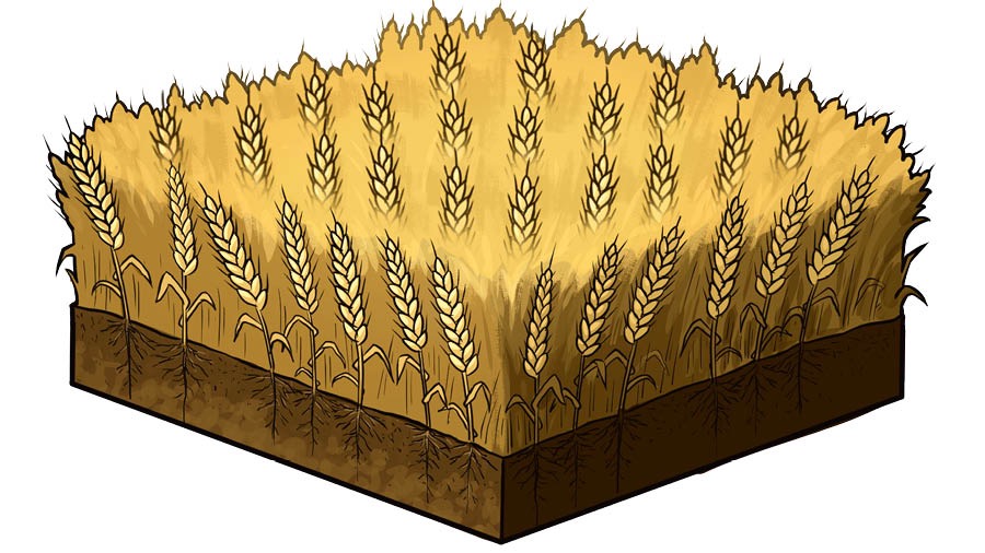 ভূমিতে গমের গাছ বেড়ে উঠছে।