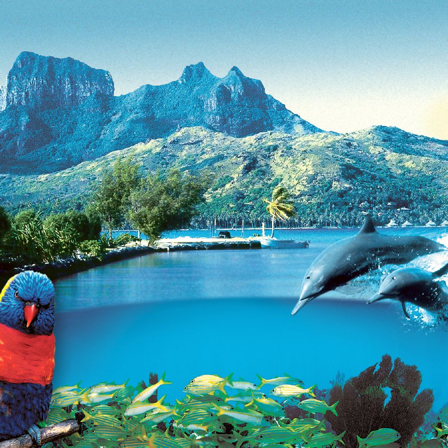 Gaad mek: mongtin, lagoon, fish, berd, ahn chree