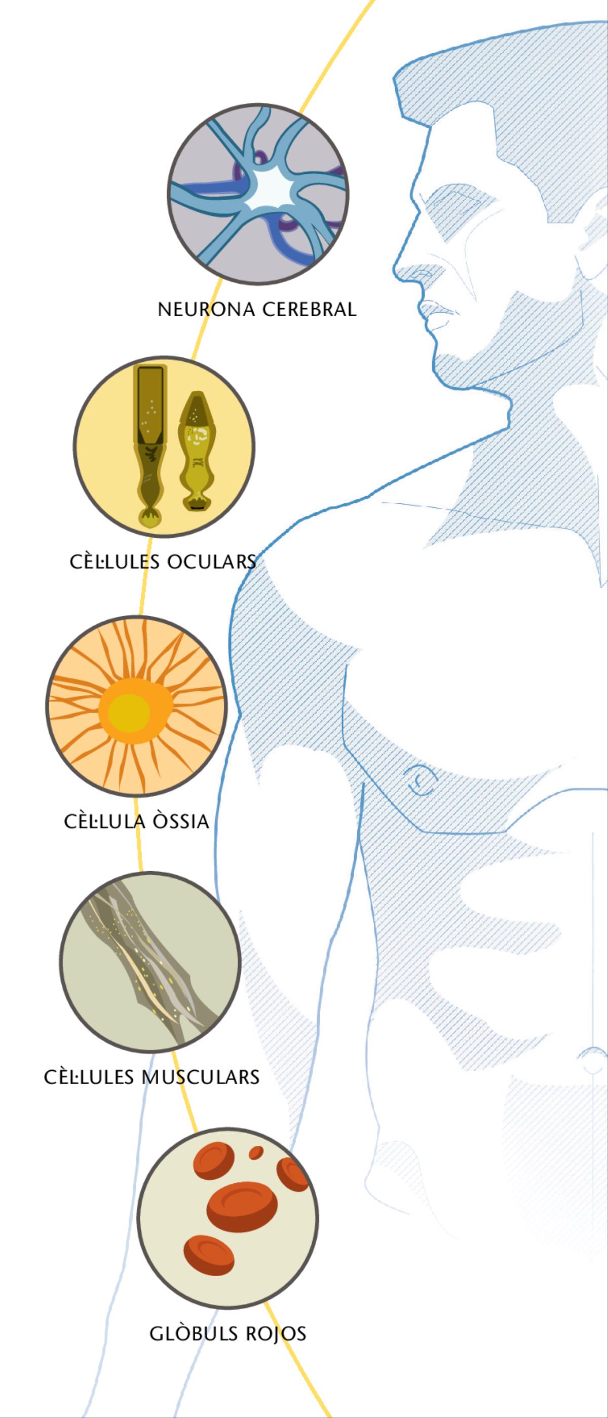 Neurona cerebral, cèl·lules oculars, cèl·lula òssia, cèl·lules musculars i glòbuls rojos