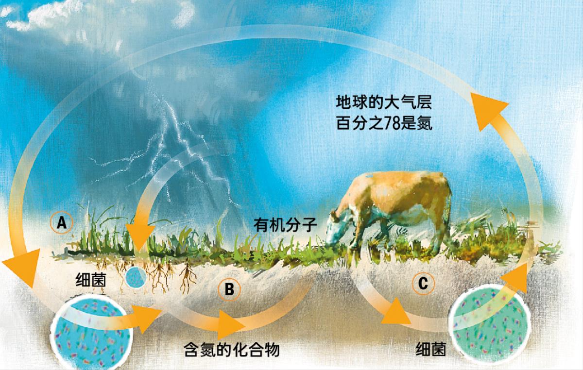 氮循环