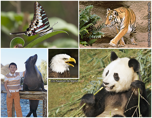 1．熱帶蝴蝶，2．孟加拉虎，3．大熊貓，4．白頭海雕，5．加利福尼亞海獅