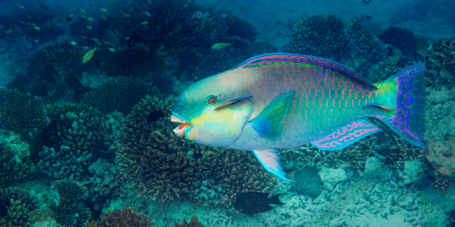 鸚嘴魚