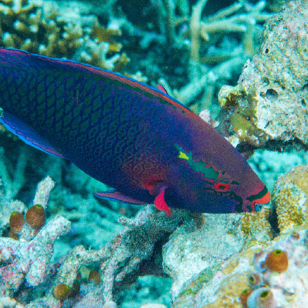 黑鸚嘴魚