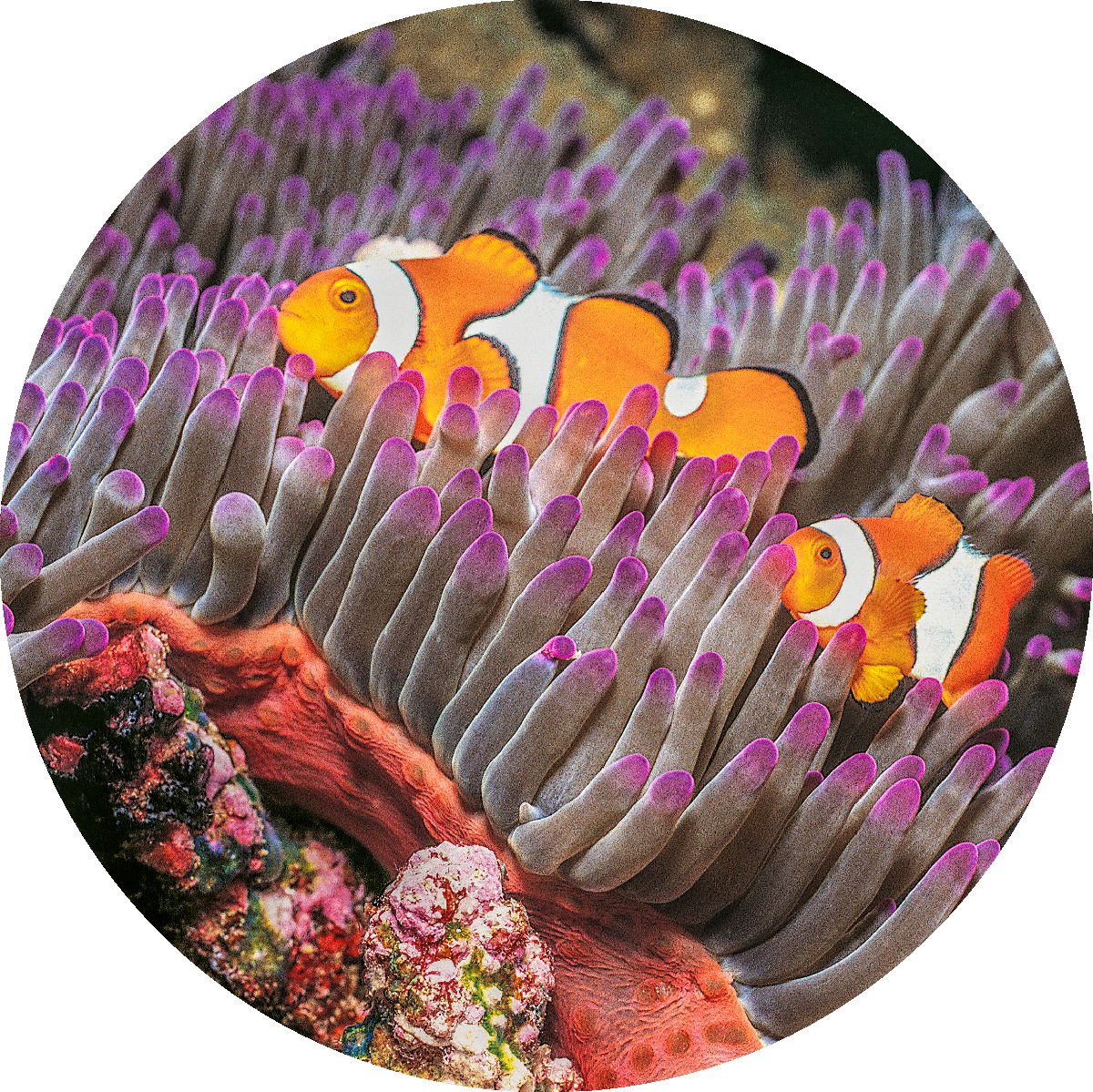 公子小丑魚