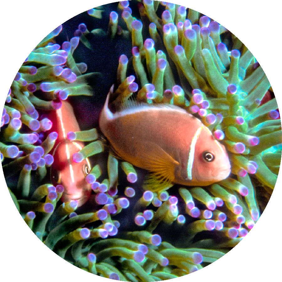 粉紅小丑魚