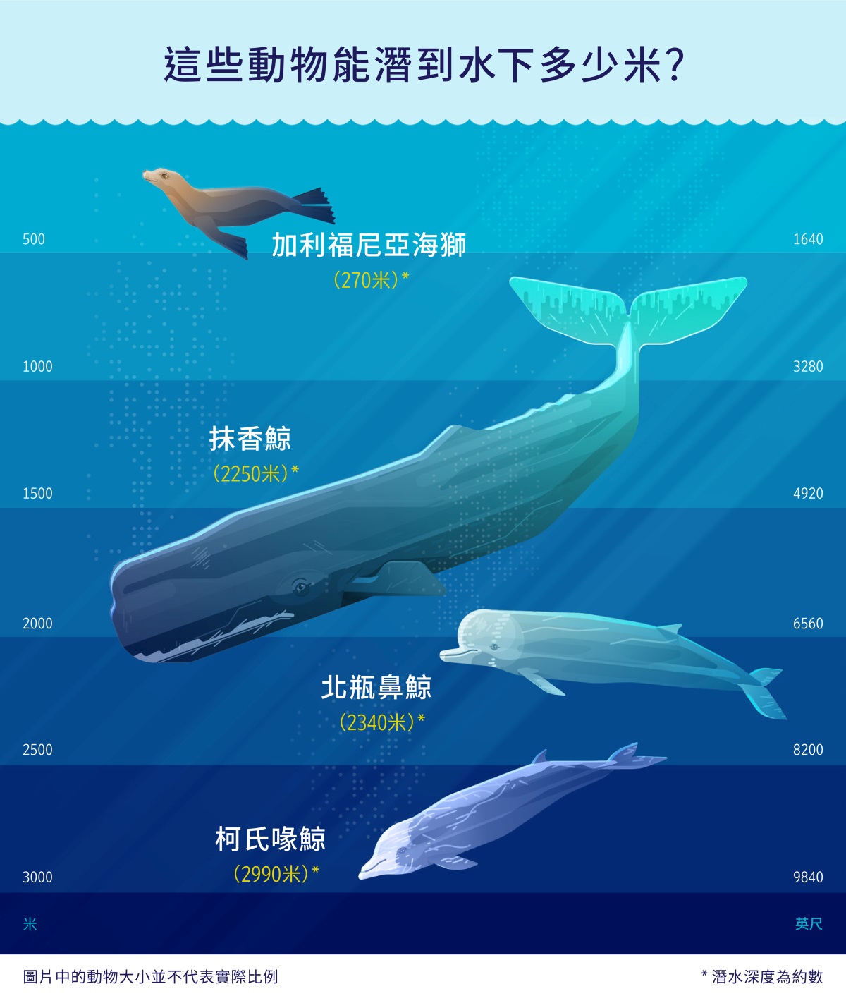 圖表顯示四種海洋哺乳動物大致的潛水深度。圖1：加利福尼亞海獅，270米（公尺）；圖2：抹香鯨，2250米；圖3：北瓶鼻鯨，2340米；圖4：柯氏喙鯨，2990米