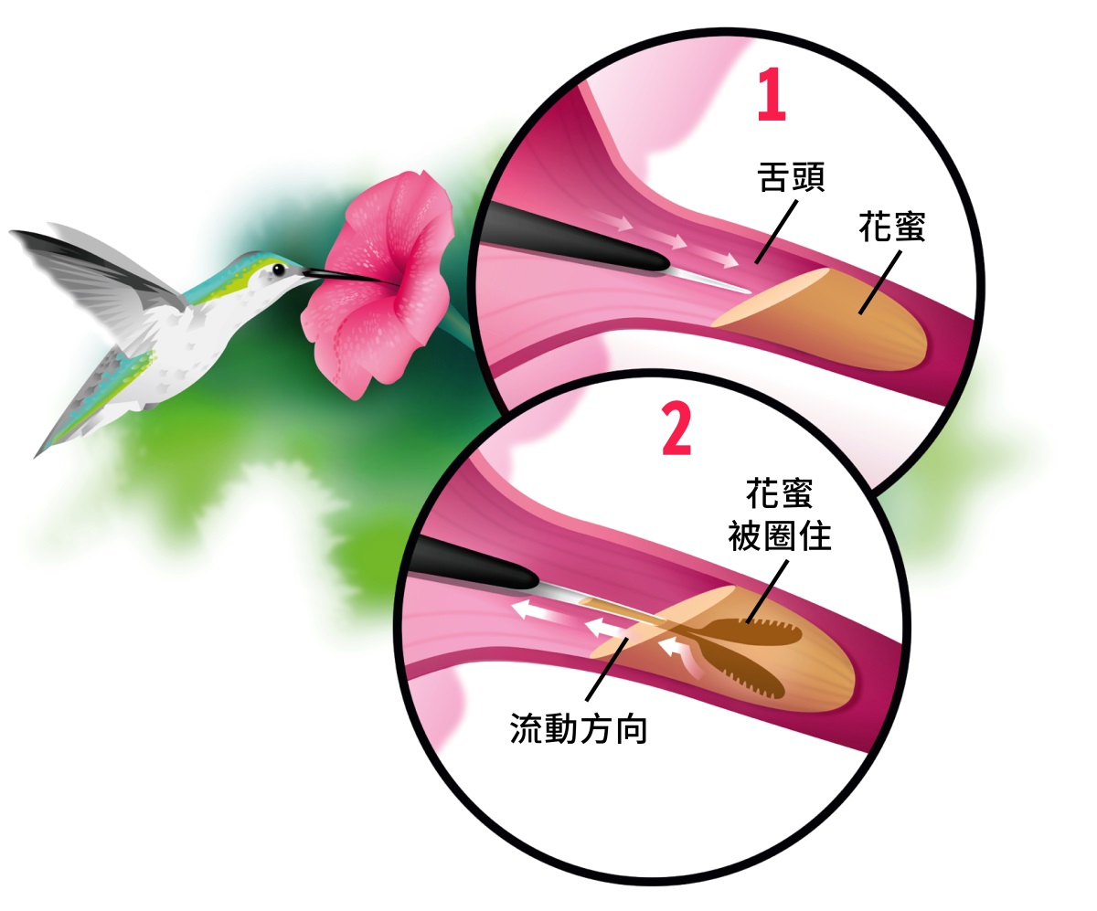 圖片集：蜂鳥吸取花蜜。小圖顯示：1．蜂鳥伸出舌頭觸碰花蜜。2．舌頭分叉，兩個尖端包住花蜜，將它吸食上來。