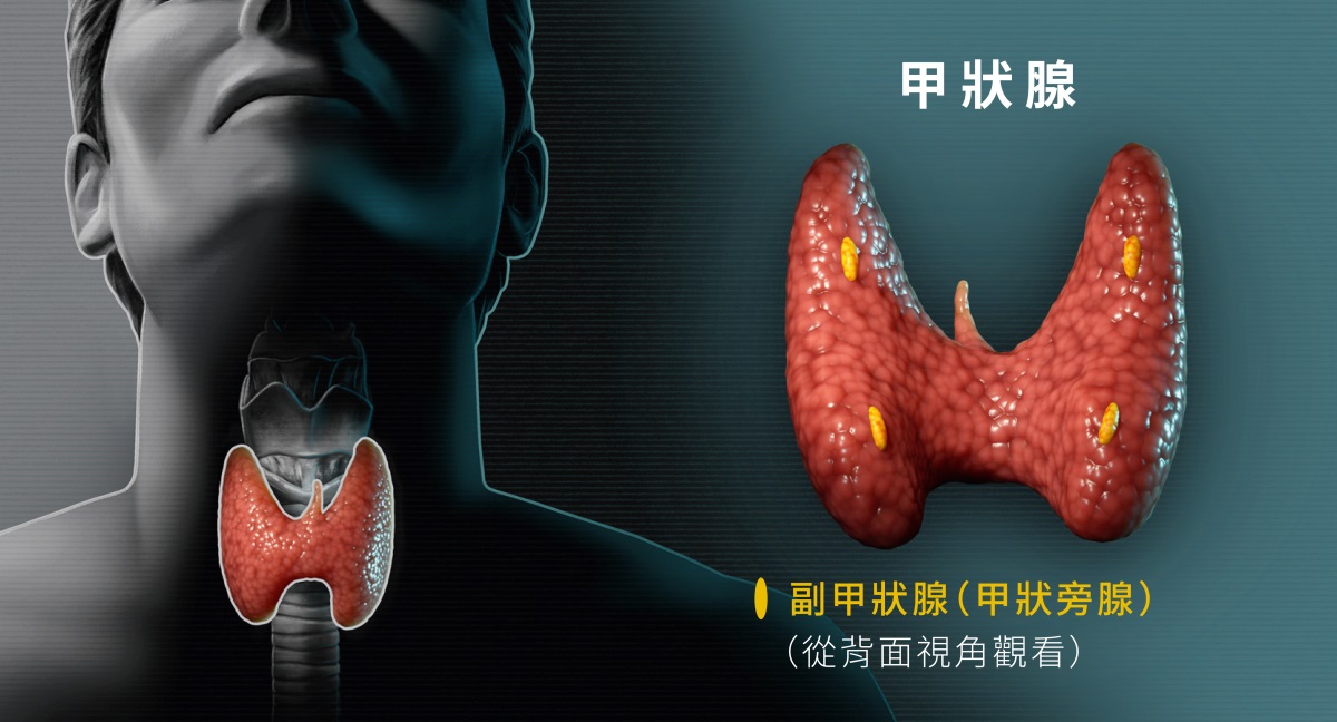 甲狀腺的圖片。左邊是甲狀腺的正面圖，顯示甲狀腺位於人體的頸部，右邊是甲狀腺的背面圖，顯示甲狀腺上有副甲狀腺。