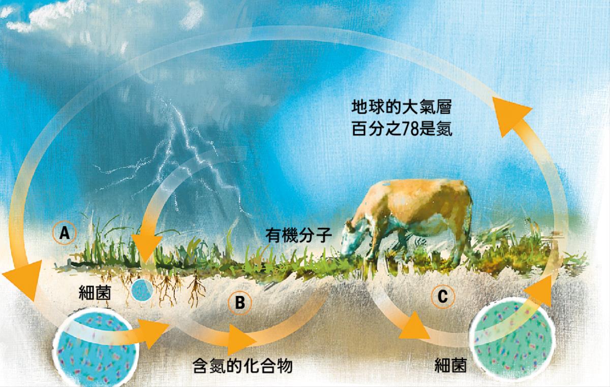 氮循環