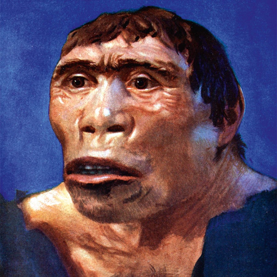 畫師重塑絕種生物的面部輪廓、膚色和毛髮