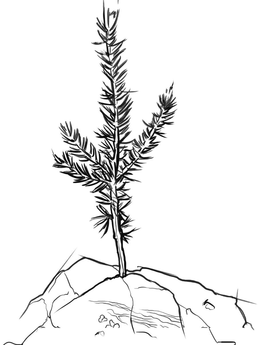 一根嫩枝栽種在山頂