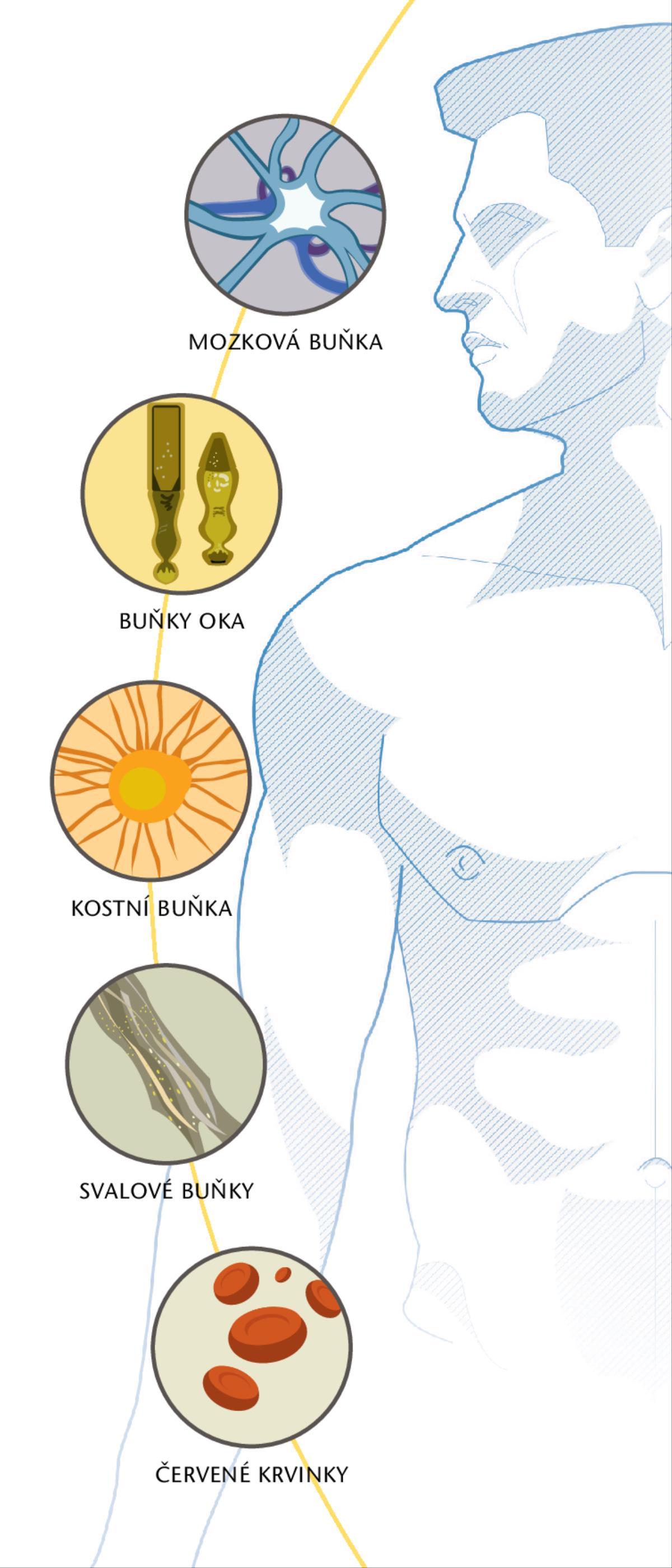 Mozková buňka, buňky oka, kostní buňka, svalové buňky a červené krvinky