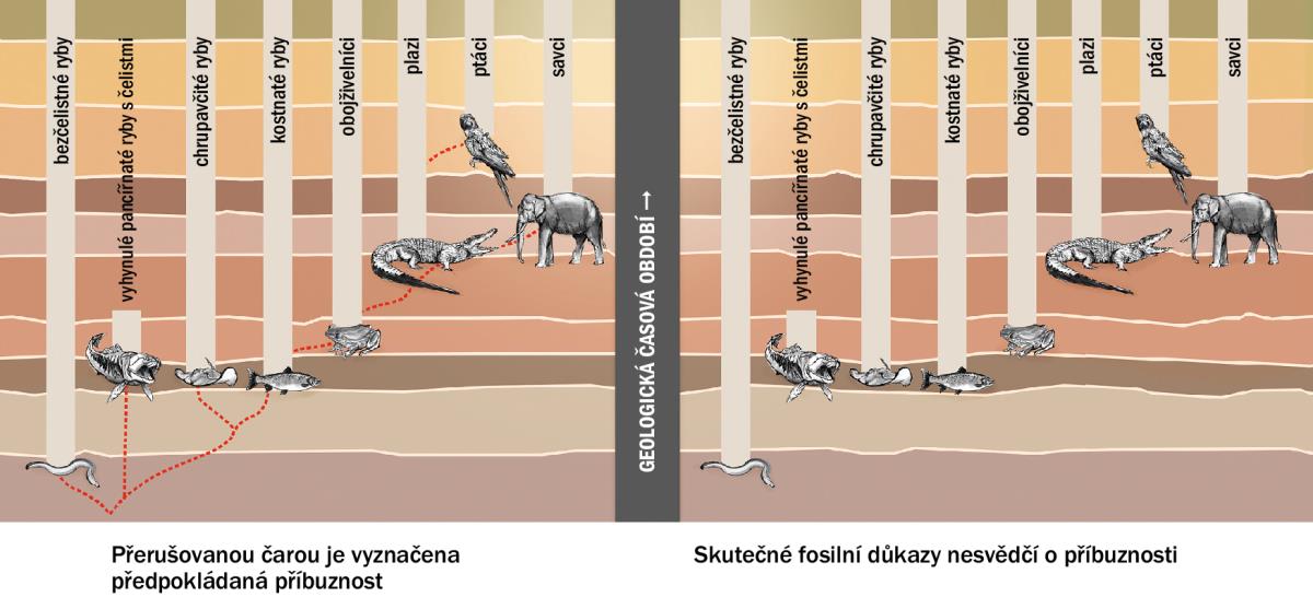 Graf, který ukazuje předpokádaný vztah mezi různými druhy zvířat