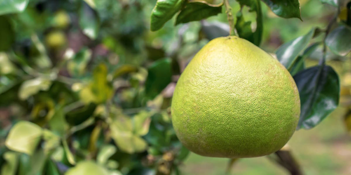 Pomelo visí na stromě