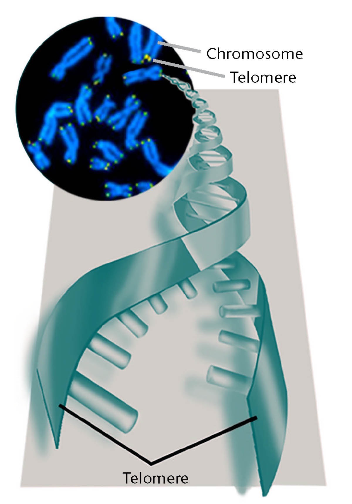 Telomery a chromozomy