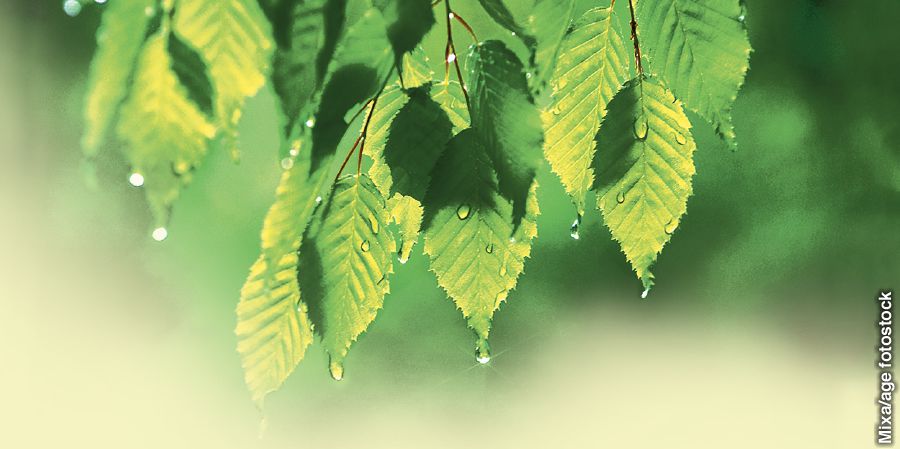 Gotas de agua sobre las hojas de un árbol
