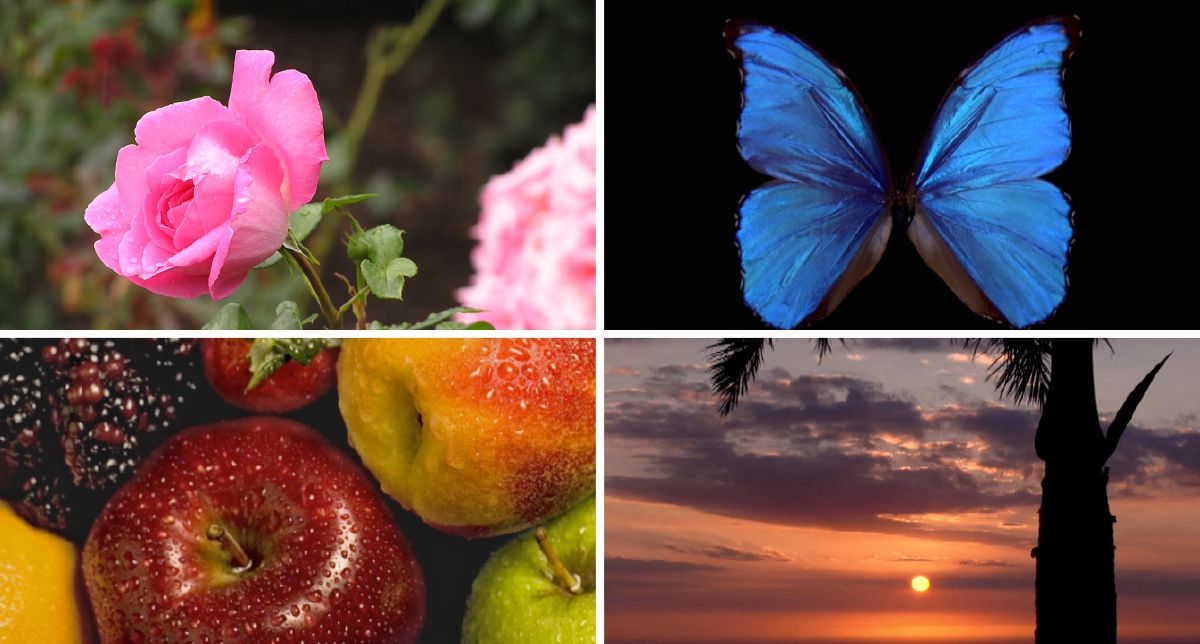 Una rosa de color rosa. Una mariposa azul. Frutas de varios colores. El Sol en el horizonte