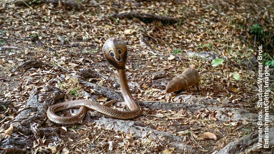 Una mangosta enfrentándose a una serpiente