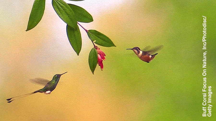 Un colibrí defendiendo su territorio de otro colibrí