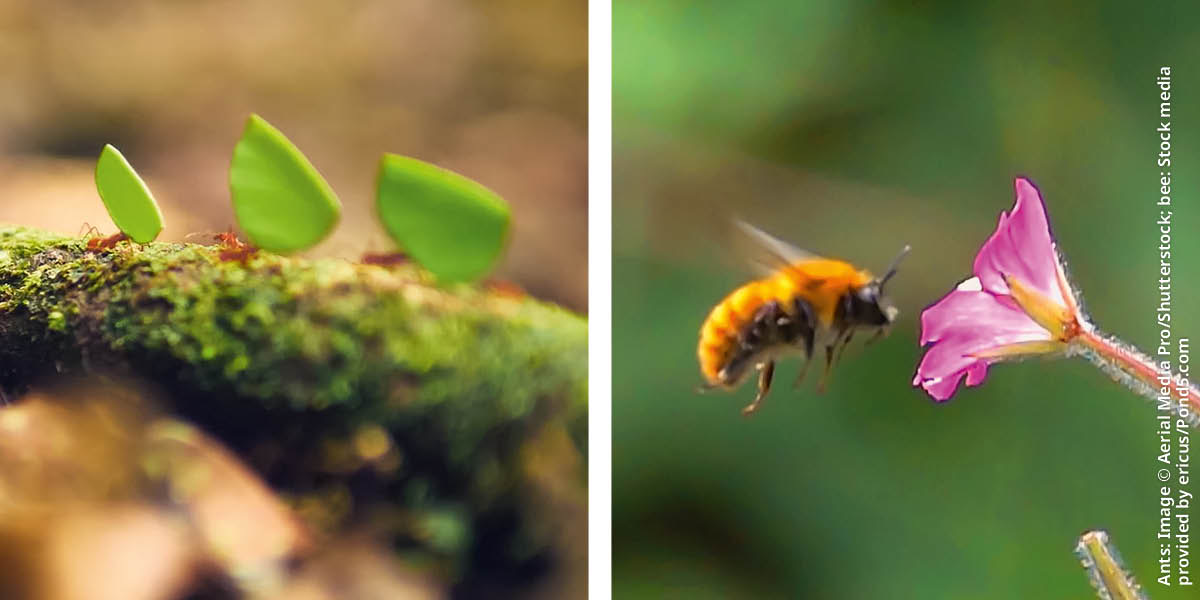 Serie de imágenes: 1. Una fila de hormigas; cada una carga un trocito de una hoja. 2. Una abeja se acerca volando a una flor.