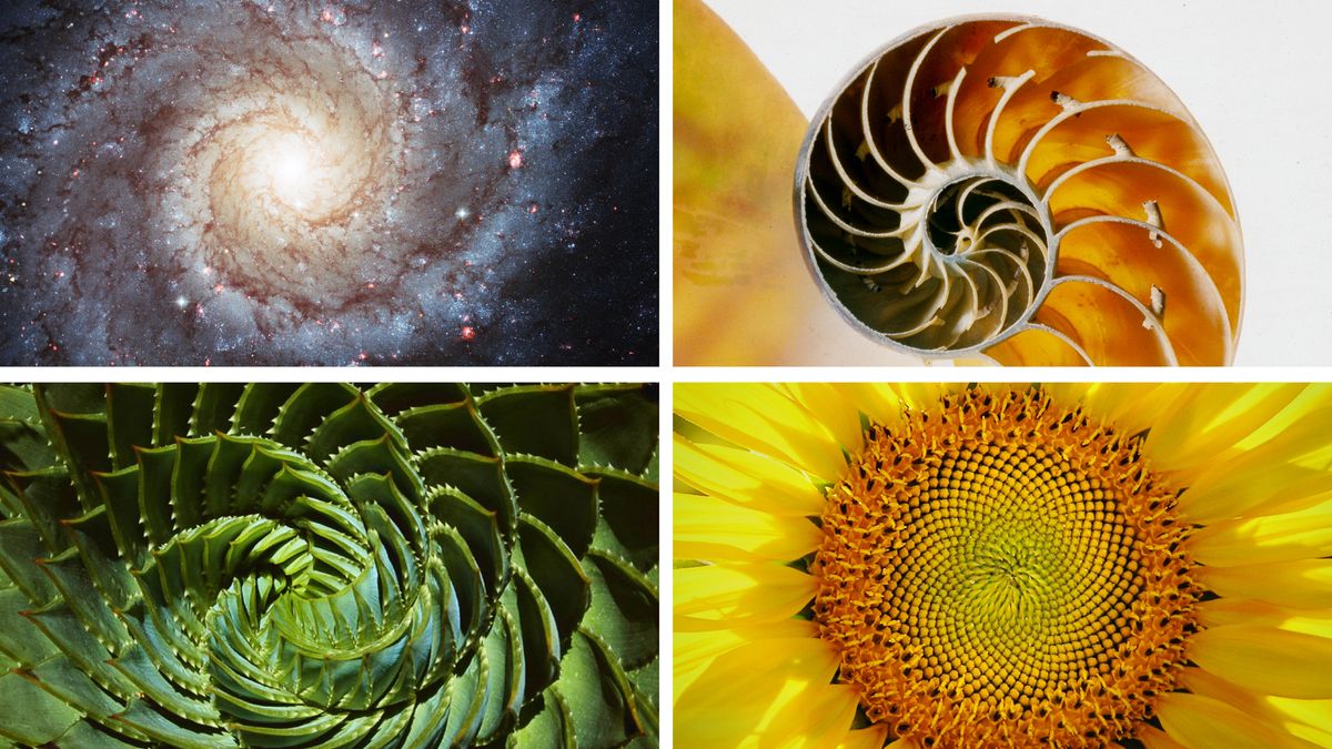 Imágenes de patrones en espiral que se encuentran en la naturaleza. 1. Una galaxia. 2. El caparazón de un nautilo. 3. Las hojas de una planta. 4. Un girasol.