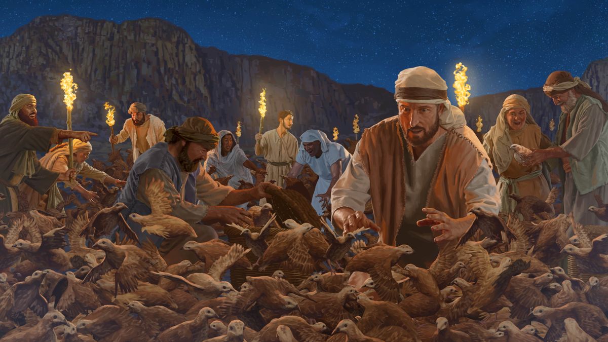 Durante la noche, los israelitas recogen una gran cantidad de codornices en el desierto.