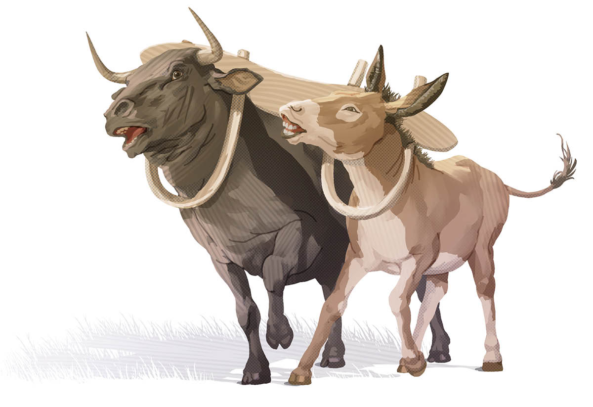 Toro zromata akʉza burru zaketa ãyi ũmena abarika traja ẽ baera mejãcha zʉbʉriabʉ.
