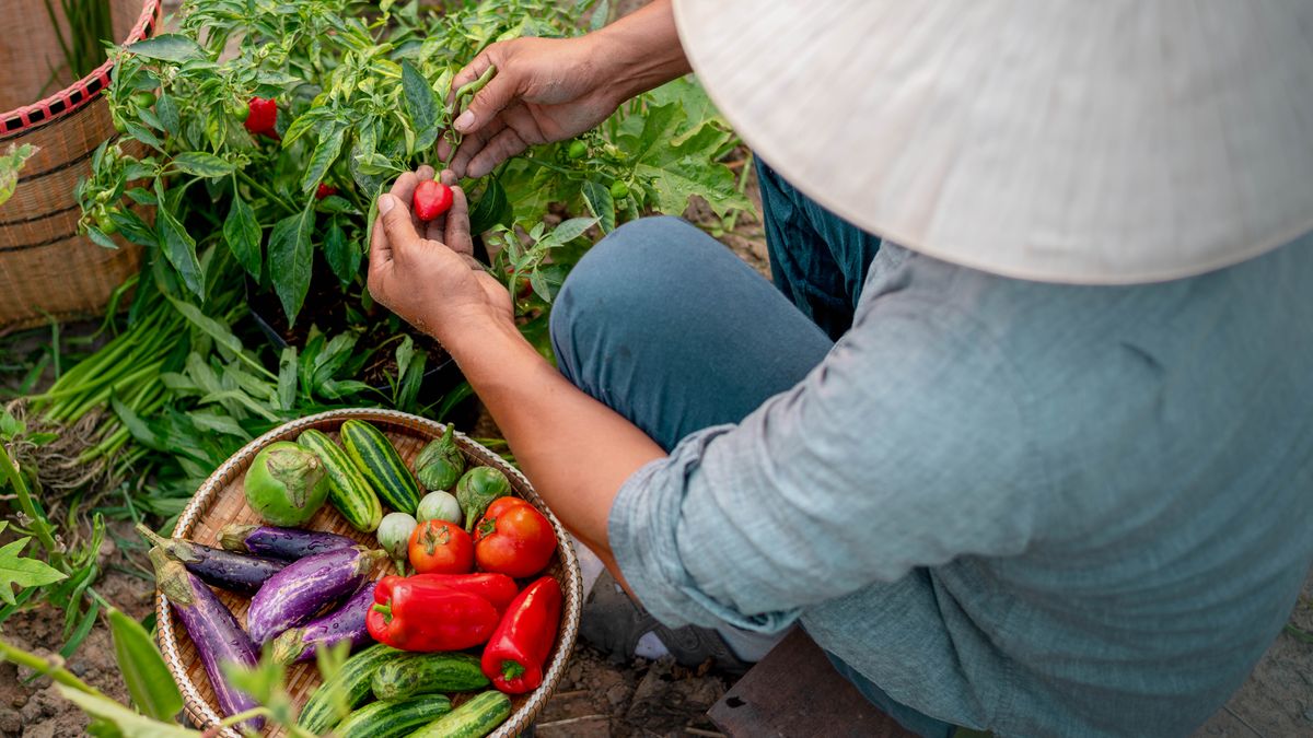Eine Frau erntet in einem Garten unterschiedliche Gemüsesorten.