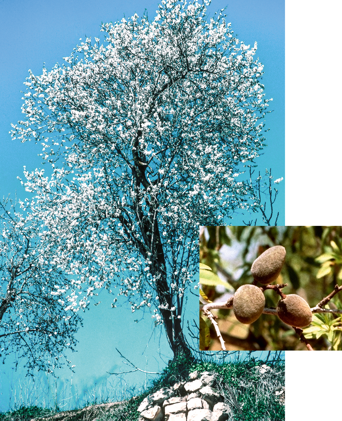 [Bilder auf Seite 544]
