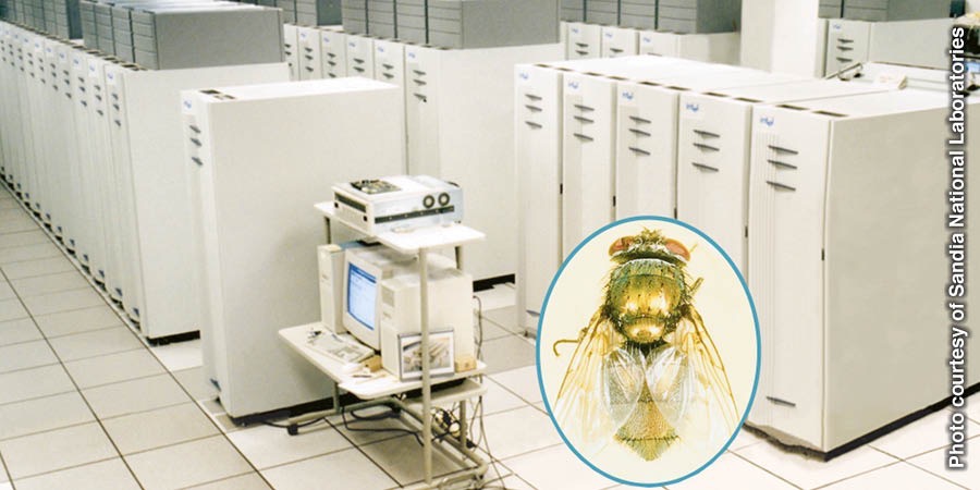 Ein Hochleistungs-Computer gegenüber dem neuronalen Netzwerk einer Stubenfliege