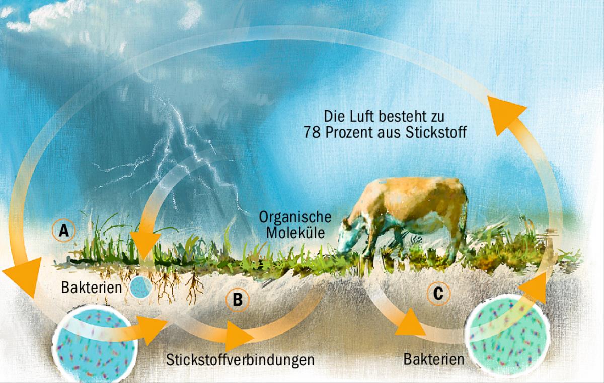 Der Stickstoffkreislauf