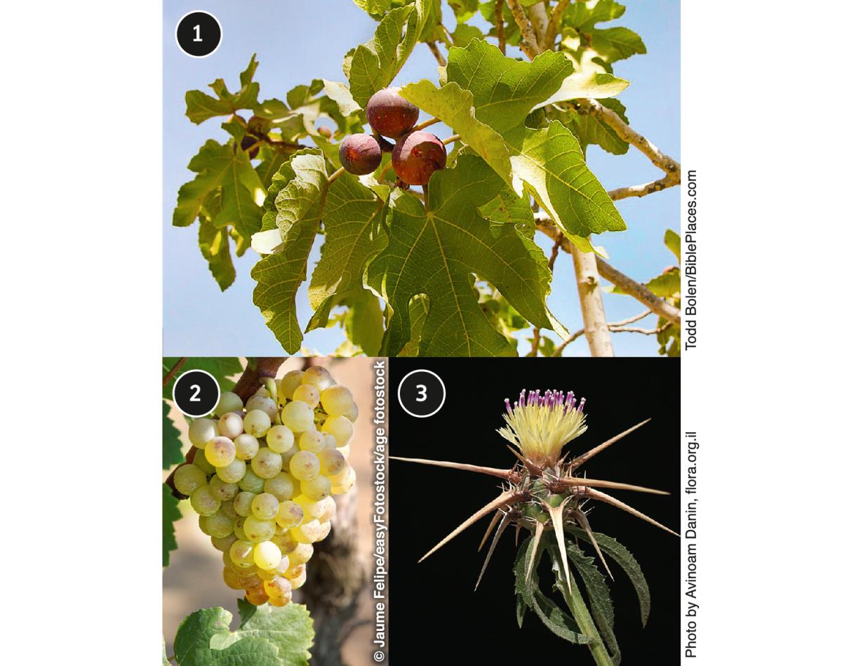 Feigenbaum, Weinstock und Dornenstrauch