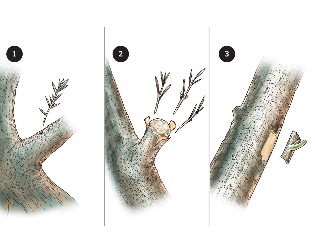 Einpfropfen von Zweigen in einen Olivenbaum