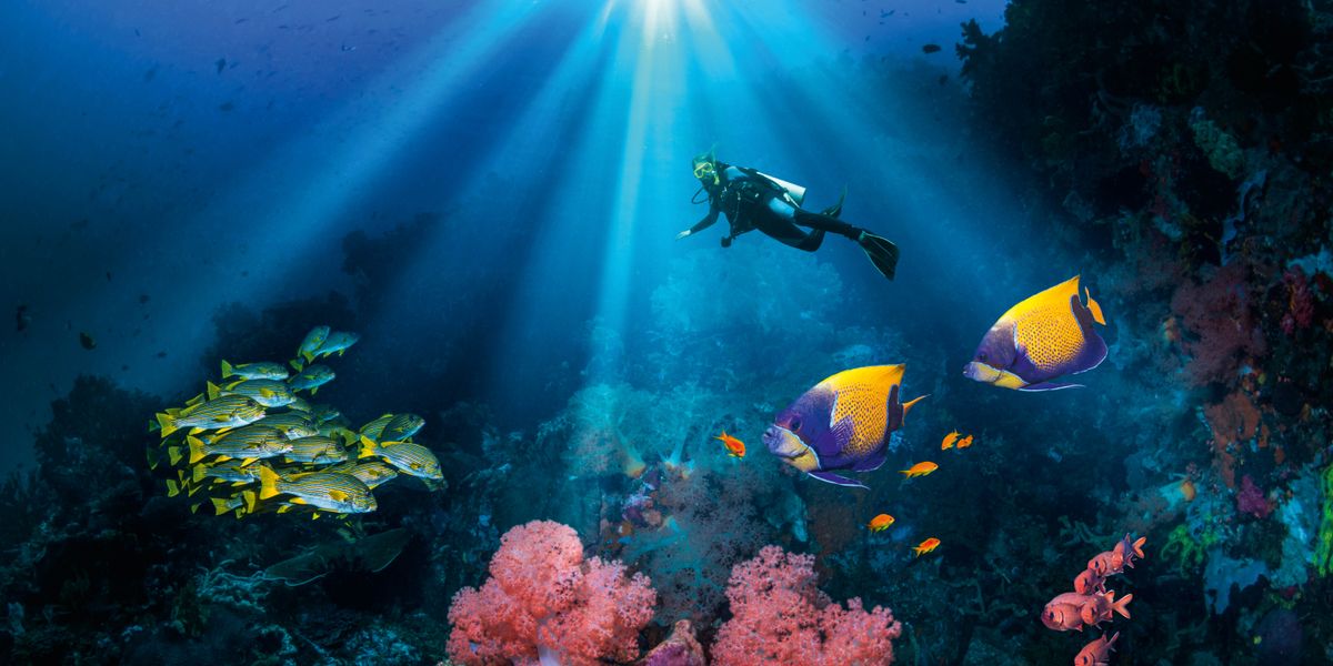 Una persona buceando rodeada de peces de colores, corales y plantas marinas.