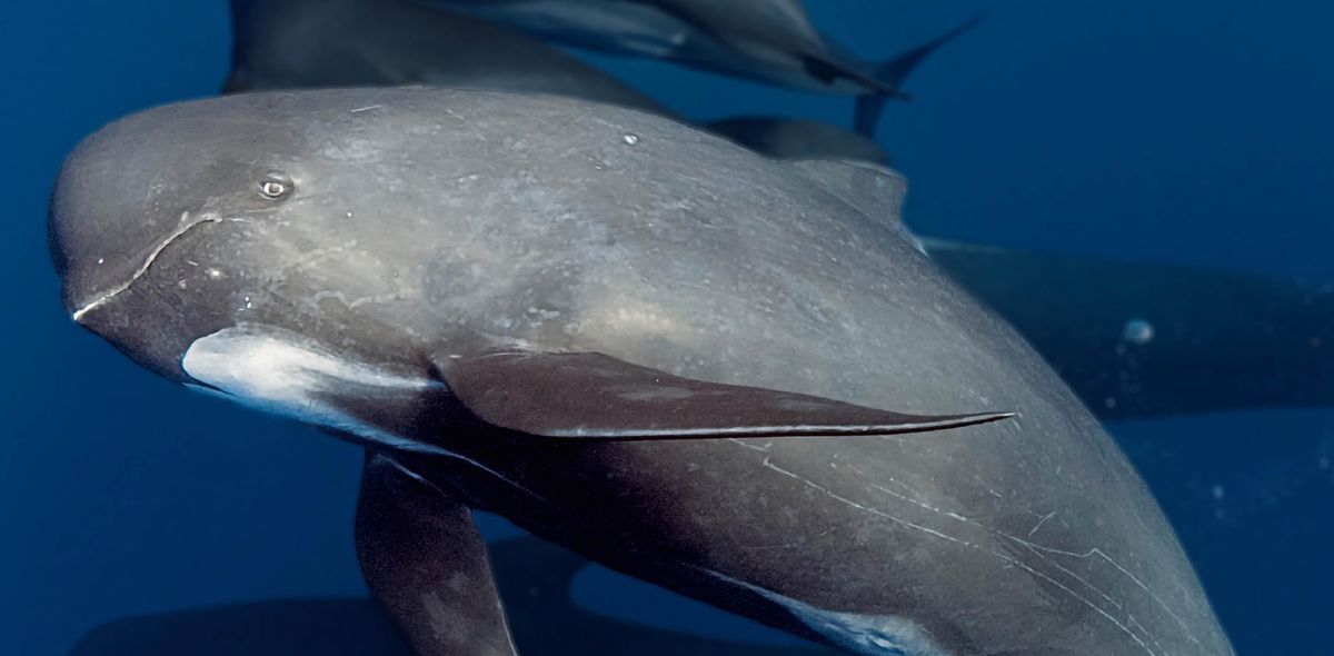 Una ballena piloto nadando.
