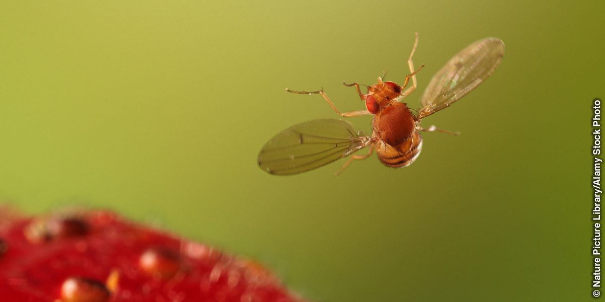 Una mosca del vinagre