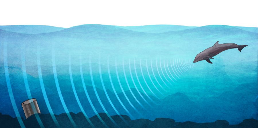 Un delfín usa su sonar para detectar el contenido de un recipiente