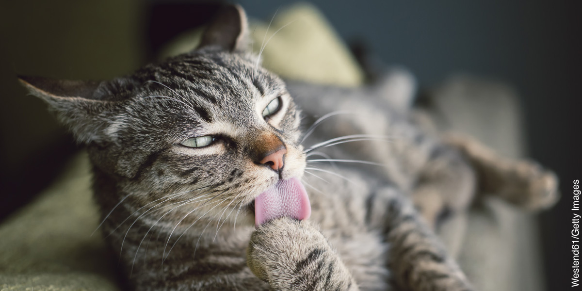 Un gato lamiéndose la patita.
